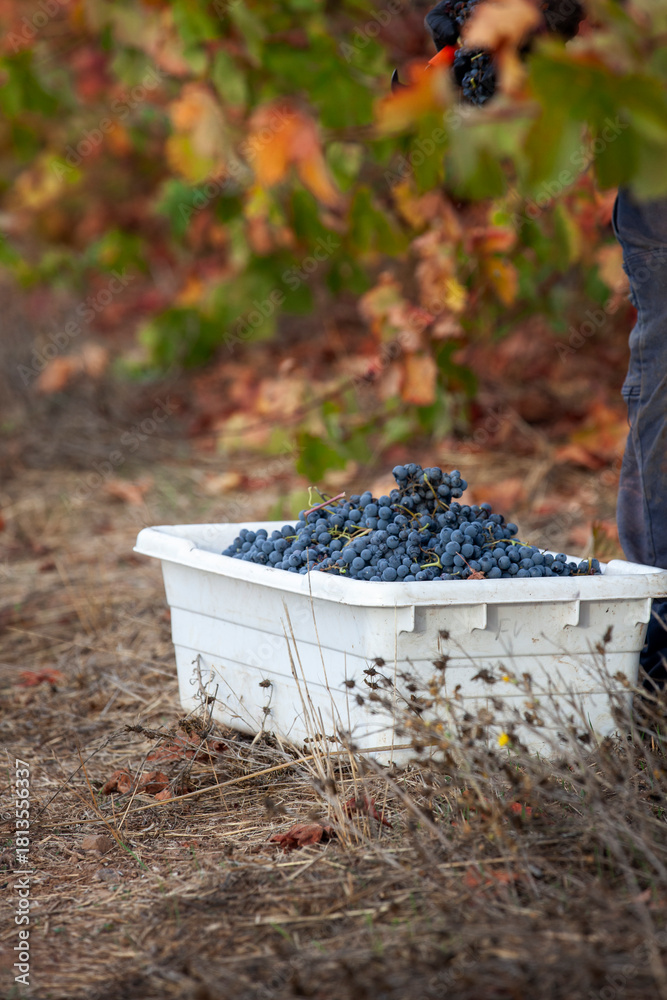 Naklejka premium Red grapes in bin after being handpicked from the vine