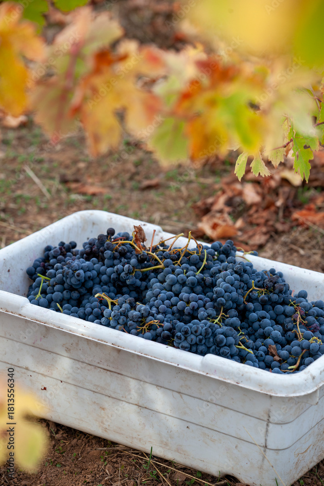 Fototapeta premium Red grapes in bin after being handpicked from the vine