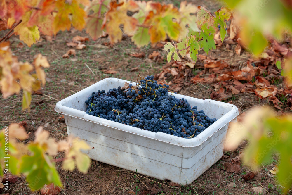 Fototapeta premium Red grapes in bin after being handpicked from the vine