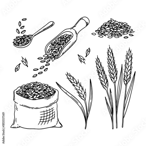 vector sketch of wheat, oats, barley. Bag of grain. Wheat ears, scattered grain. spoon with grain