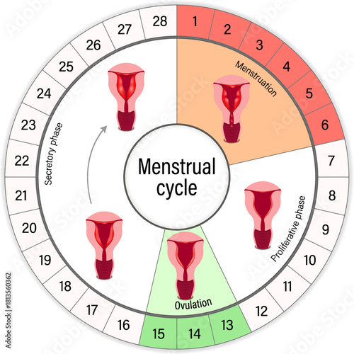 Menstrual cycle chart. Menstrual, proliferative ovulation and secretory phases. Follicular phase, ovulation and luteal phase. Ovulation cycle.