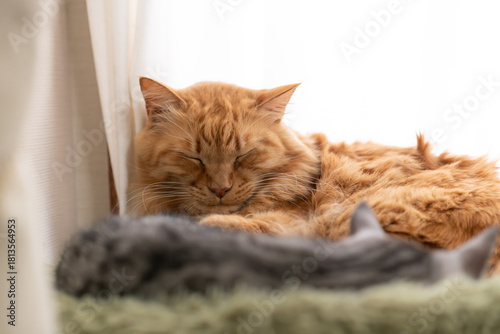 Wallpaper Mural 窓辺で眠る可愛い猫　茶トラ猫 Torontodigital.ca