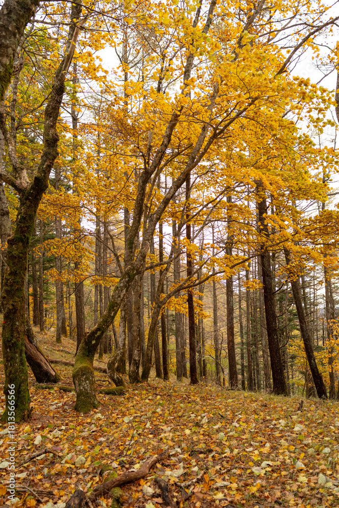 Obraz premium 美しい紅葉の森を歩く