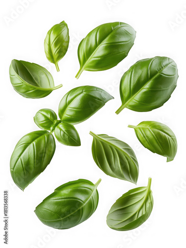 A vibrant scattering of fresh green basil leaves arranged artfully on transparent background high quality