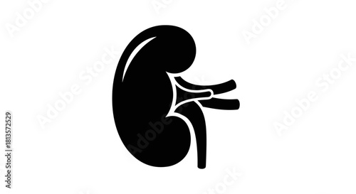 Kidney icon in simple black glyph style vector illustration for medical designs isolated on white background