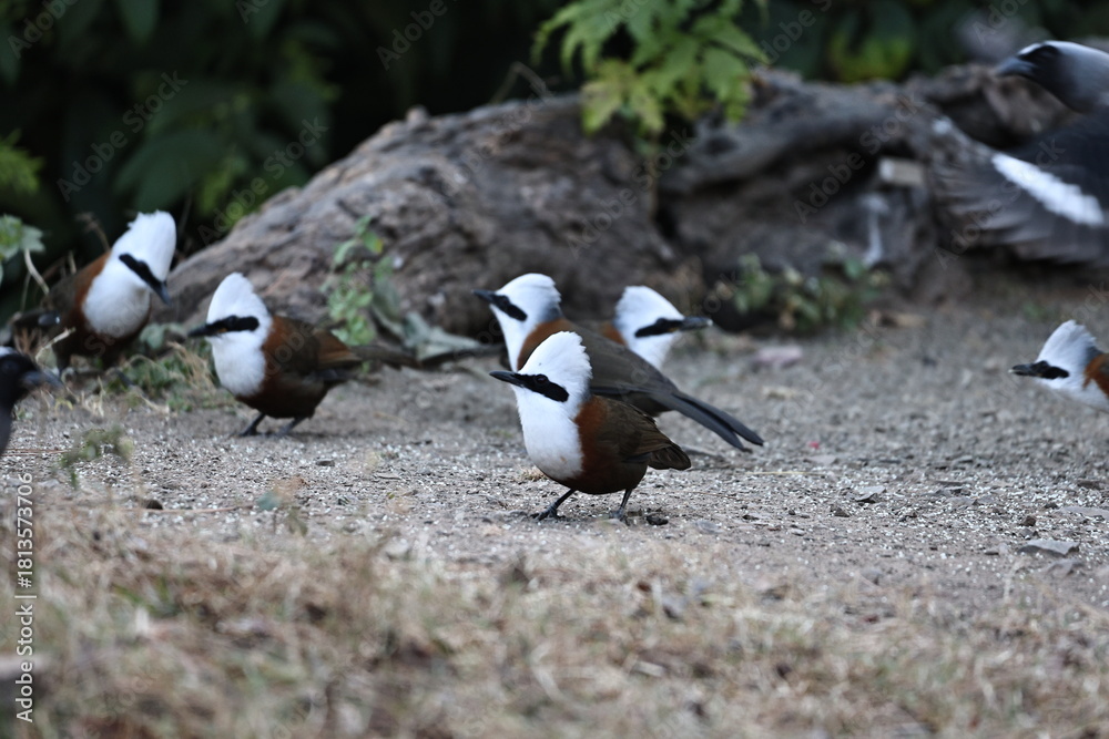 Fototapeta premium White crested Laughingthrush