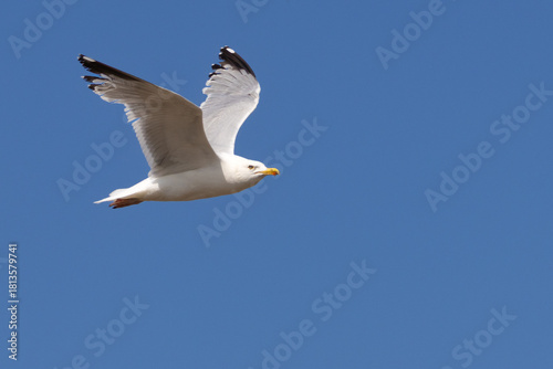 Herring gull in flight against blue sky. High quality photo