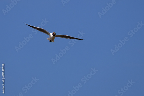 Black headed gull in flight. High quality photo