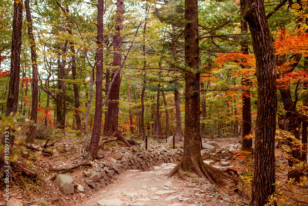 Naklejka premium Hiking trail in the autumn mountains of Seoraksan National Park