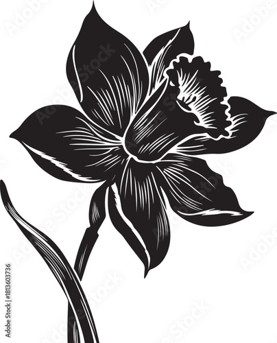A striking, high-contrast black and white graphic rendering of a blooming daffodil, featuring detailed linework to mimic a woodcut or engraving style, perfect for elegant floral design.
