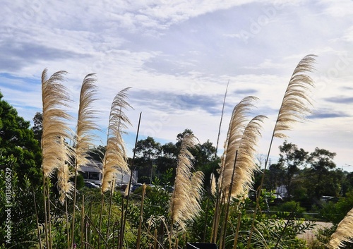 Fuzzy pampas grass stands against a cloudy afternoon sky over green foliage