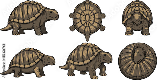 Set of six different views of a turtle with detailed shell patterns.