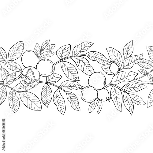 Walnut Branch with Nuts and Leaves Outline Horizontal Seamless Pattern. Organic natural nutritional healthy food ingredient, vegetarian diet product. Vector isolated for design or decoration.