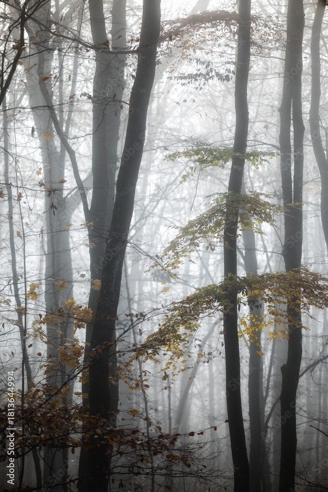 Fototapeta premium morning in the forest