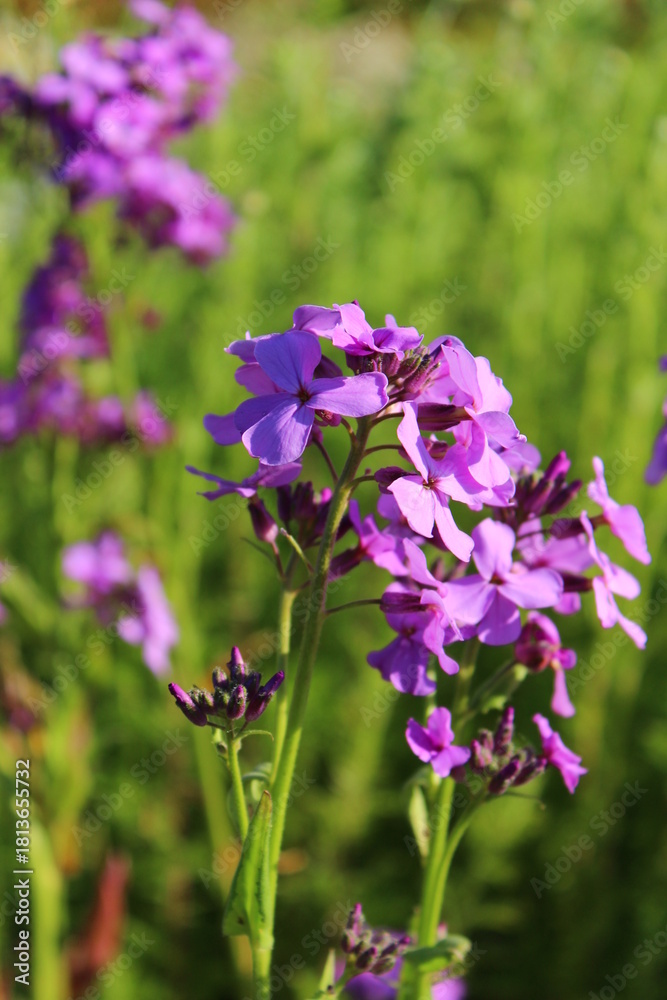Fototapeta premium Hesperis matronalis, Nachtviole mit lila Blüten