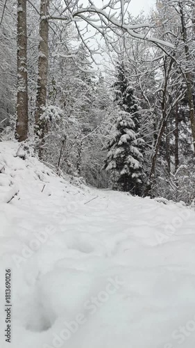 Beauty of Kaisertal in Tirol, Austria as fresh snow blankets the path and trees. This peaceful winter scene captures the tranquility of nature in a snowy wonderland.