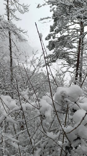 Tranquil beauty of Kaisertal in Tirol during winter. Snow blankets the branches, creating a peaceful scene as the serene environment invites exploration.