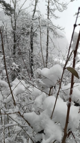Snow-covered landscape in Kaisertal, Tirol with trees and branches blanketed in white during winter season