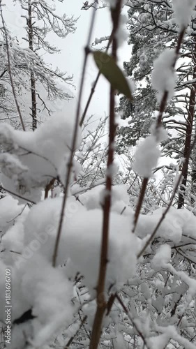 Snow-covered landscape in Kaisertal, Tirol, Austria invites peaceful exploration in winter wonderland