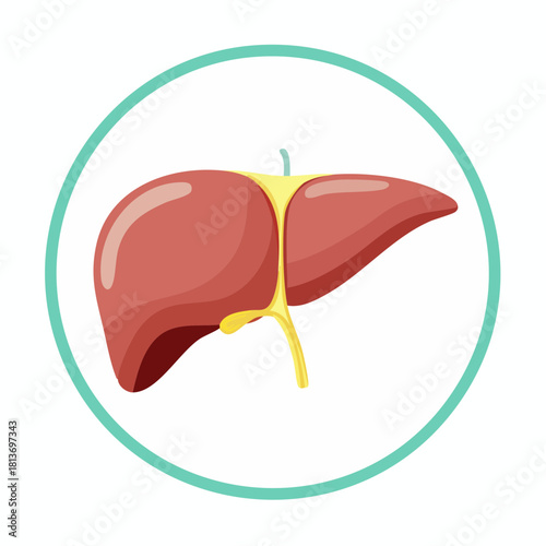 Simple Illustration of Human Liver Organ for Medical and Health Concepts