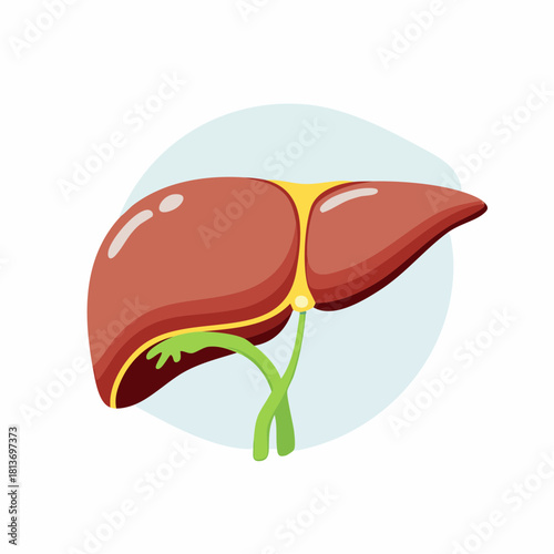 Simple Vector Illustration of Human Liver Organ with Bile Duct System