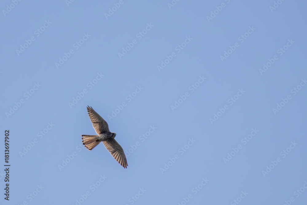 Fototapeta premium Shikra bird in flight