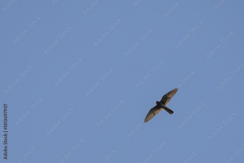 Fototapeta premium shikra in flight