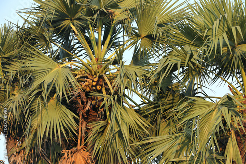 Ice apples or Palmyra tender nuts in palm tree