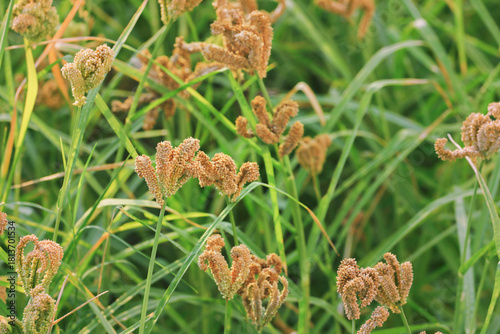 Finger Millet Crop Field (Ragi Field)	

