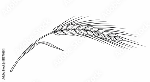 Hand Drawn Wheat Ear Line Art Vector Illustration