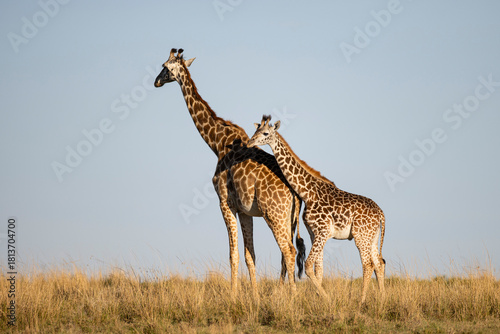 giraffe in the savannah