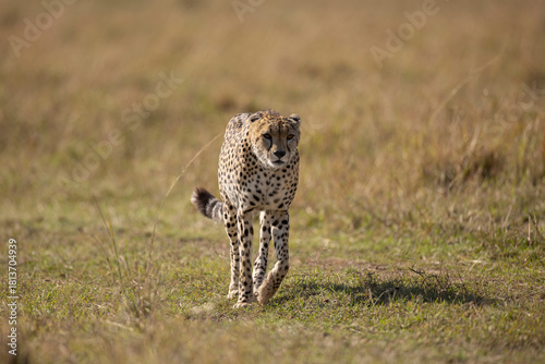 cheetah