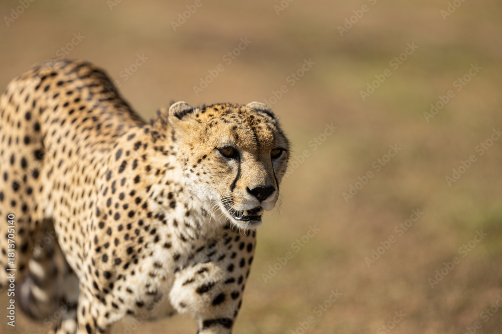 Obraz premium cheetah in the savannah