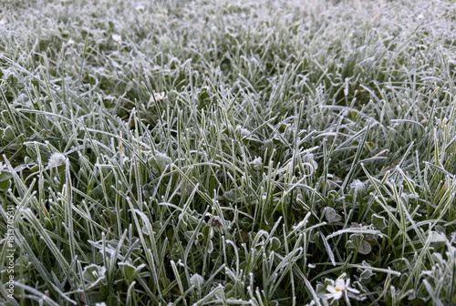 Close-up of green grass covered in white winter frost