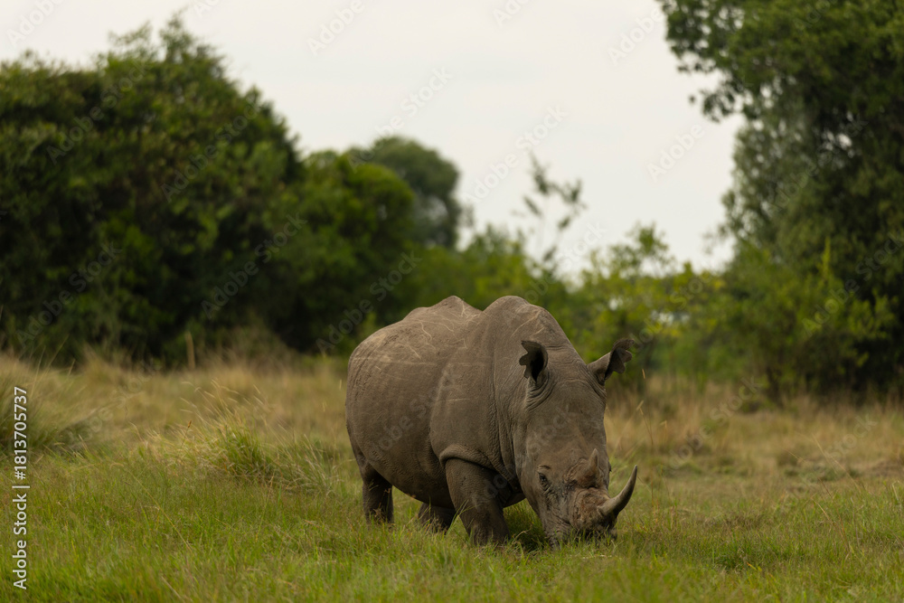 Naklejka premium rhino in the grass