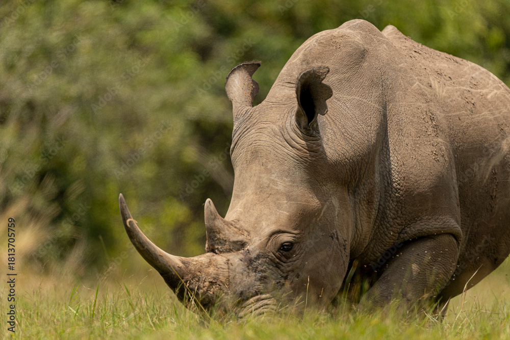 Fototapeta premium white rhino in the wild