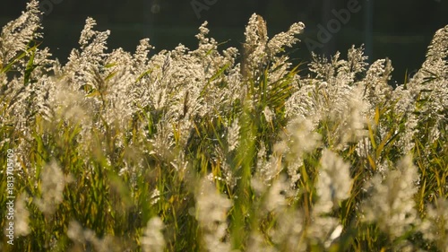Rich Autumn Hue: Golden Miscanthus Grass Swaying in the Gentle Breeze