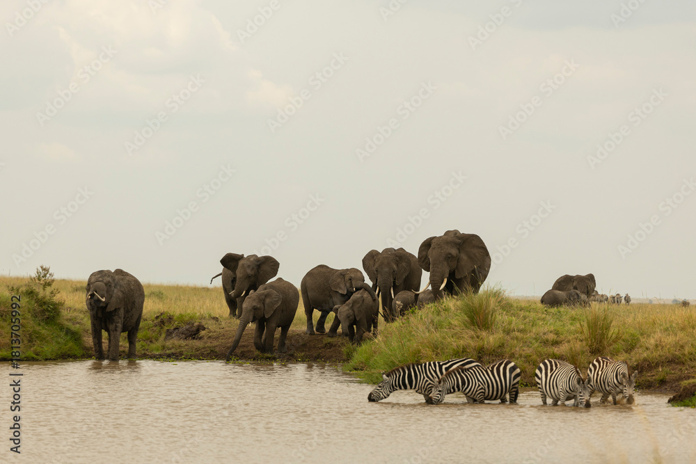 Naklejka premium herd of elephants