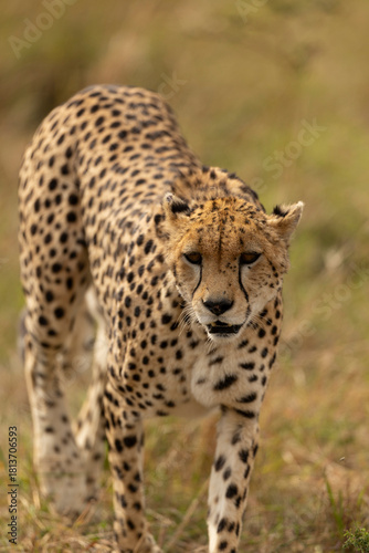 cheetah in the grass