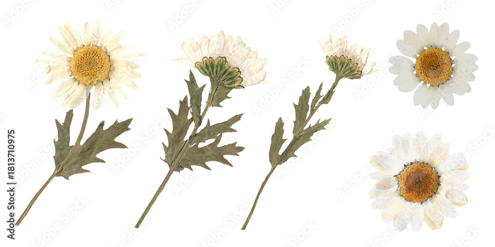 Fototapeta premium White pressed dried daisy flowers and stems isolated on transparent background
