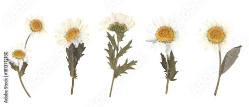 Collection of Pressed Dried Daisy Flowers Isolated on White Background