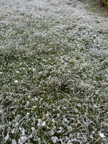 Vertical view of green grass and clover lawn covered in white winter frost