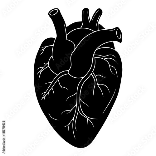 Anatomical heart illustration in black and white on transparent background
