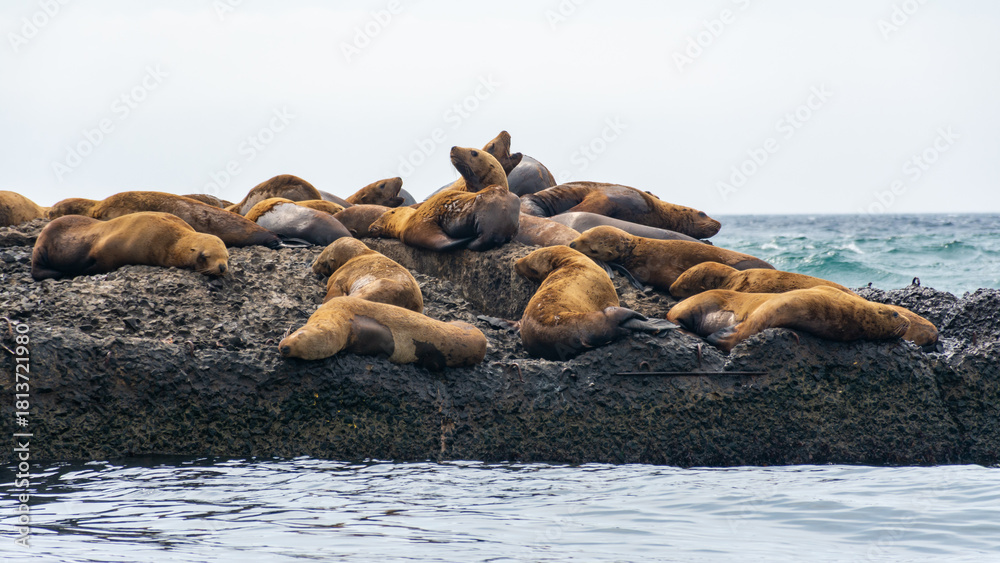 Fototapeta premium Steller sea lions rest on a landing stage in the town of Nevelsk on Sakhalin Island. 