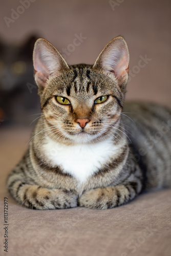 A beautiful tabby cat lies comfortably on a sofa with paws tucked under its chest in a 
