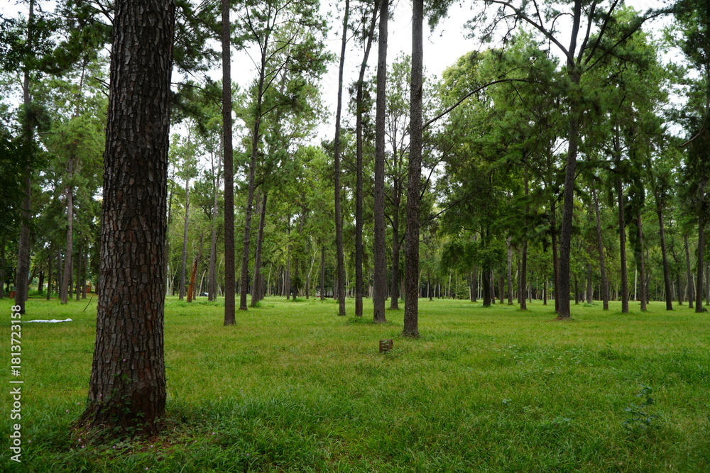 Obraz premium Mae Taeng Pine Forest