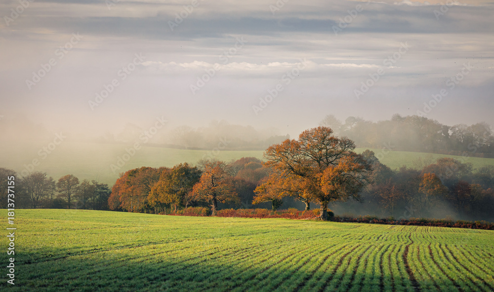 Obraz premium Autumn misty morning view from woods corner on the high weald east Sussex south east England UK