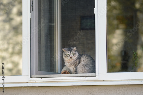 Cuadro en lienzo Fluffy feline rests in sunlight by an open window protected only by fragile mesh screen, hidden risk of accidental falls in urban pet homes