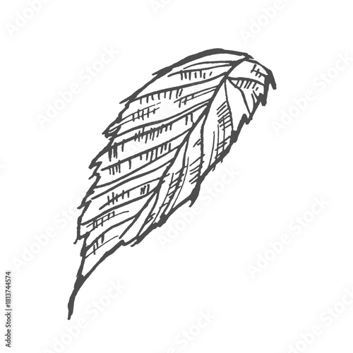 Hand drawn simple leaf sketch isolated on white background. Botanical element