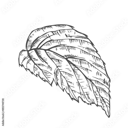 Hand drawn simple leaf sketch isolated on white background. Botanical element